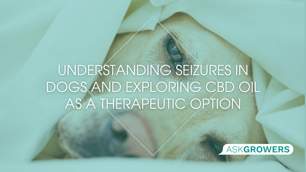 Understanding Seizures in Dogs and Exploring СBD Oil as a Therapeutic Option